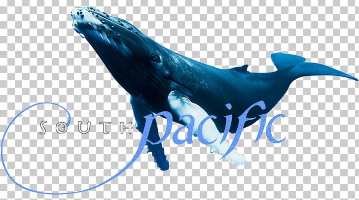 Television Show Dolphin PNG, Clipart, Beak, Biology, Catamount, Character, Dolphin Free PNG Download