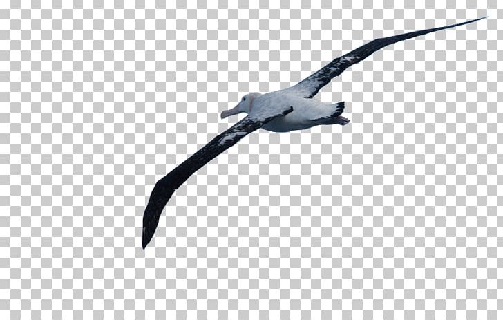 Wandering Albatross Wing Beak Feather PNG, Clipart, Albatros, Albatross, Animals, Beak, Bird Free PNG Download