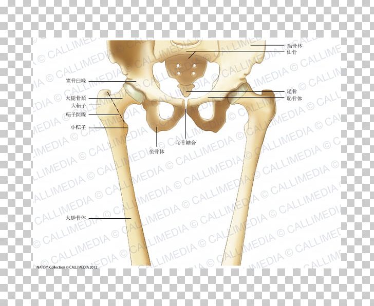 Bone Finger Hip Femur Human Skeleton PNG, Clipart, Anatomy, Angle, Arm, Bone, Coronal Plane Free PNG Download