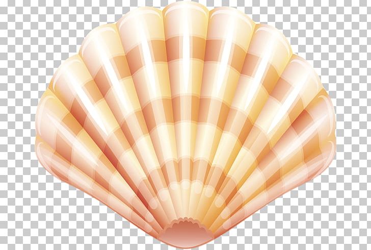 Clam Shellfish Seashell PNG, Clipart, Clam, Clams Oysters Mussels And Scallops, Cockle, Conch, Conchology Free PNG Download