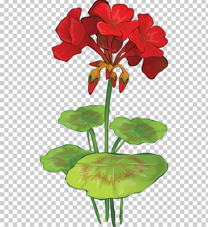 Geranium Maculatum Flower Drawing Geraniums PNG, Clipart, Amaryllis Belladonna, Cranesbill, Cut Flowers, Flora, Floral Design Free PNG Download