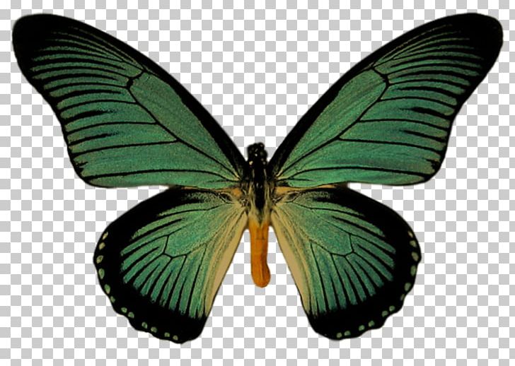 Swallowtail Butterfly Pale Clouded Yellow Birdwing PNG, Clipart, Arthropod, Brush Footed Butterfly, Butterfly, Insect, Insects Free PNG Download