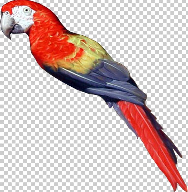 Bird Parrot Computer Icons PNG, Clipart, Animal, Animals, Beak, Bird, Blog Free PNG Download