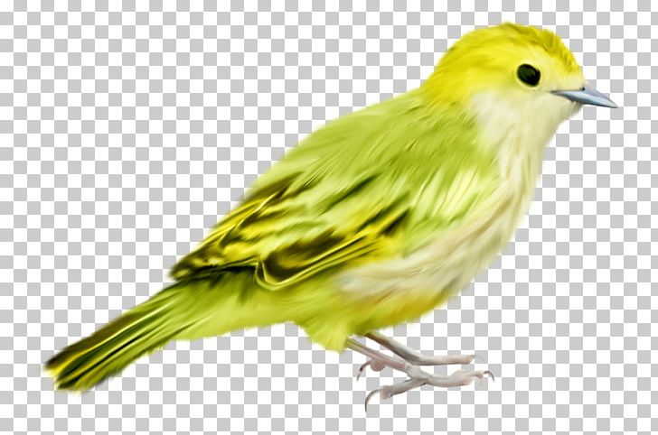 Bird Passerine Green PNG, Clipart, Animal, Animals, Beak, Bird, Birdcage Free PNG Download