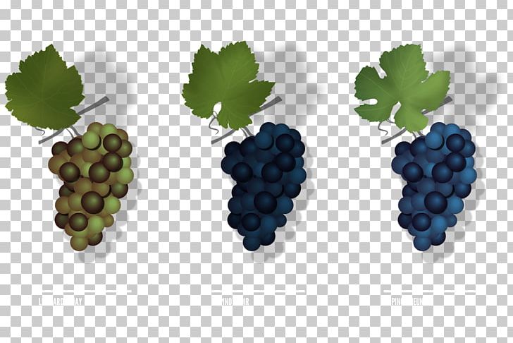 Grape Pinot Meunier Pinot Noir Chardonnay Champagne PNG, Clipart, Berry, Bilberry, Blackberry, Champagne, Chardonnay Free PNG Download