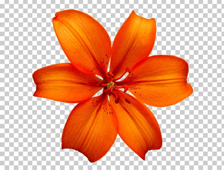 Juice Lilium Bulbiferum Orange Food Stock Photography PNG, Clipart, Amaryllis, Auglis, Big, Big Flower, Color Free PNG Download