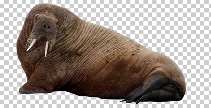 Sea Lion Sea Cows Earless Seal Arctic PNG, Clipart, Animals, Arctic, California Sea Lion, Earless Seal, Fauna Free PNG Download
