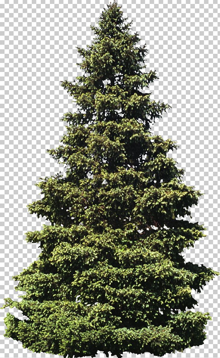 Tree Scots Pine PNG, Clipart, Biome, Bush, Christmas Decoration, Christmas Tree, Clip Art Free PNG Download
