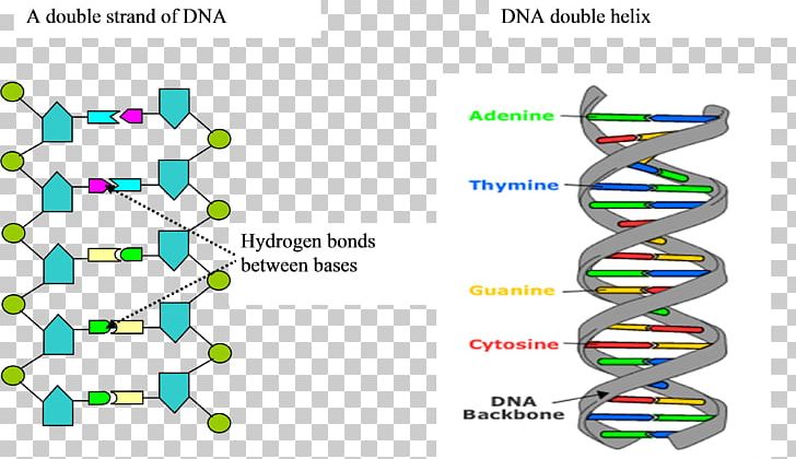 Diagram Technology PNG, Clipart, Area, Diagram, Dna, Dna Structure, Electronics Free PNG Download