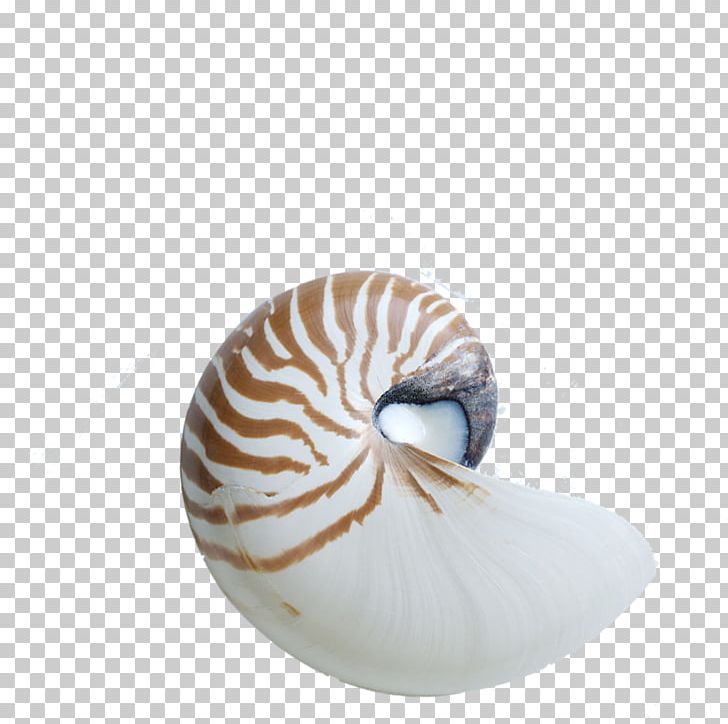 Chambered Nautilus Seashell Gastropod Shell Sea Snail PNG, Clipart, Beach, Cephalopod, Conch, Egg Shell, Element Free PNG Download