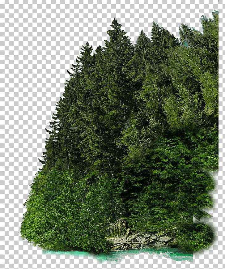 Glacier Express St. Moritz Spruce Train Fir PNG, Clipart, Biome, Conifer, Cypress Family, Ecosystem, Evergreen Free PNG Download