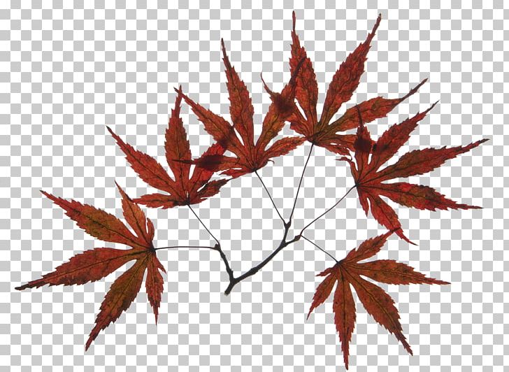 Maple Leaf Branch PNG, Clipart, Autumn Leaf, Autumn Leaf Color, Botany, Branches, Brown Background Free PNG Download