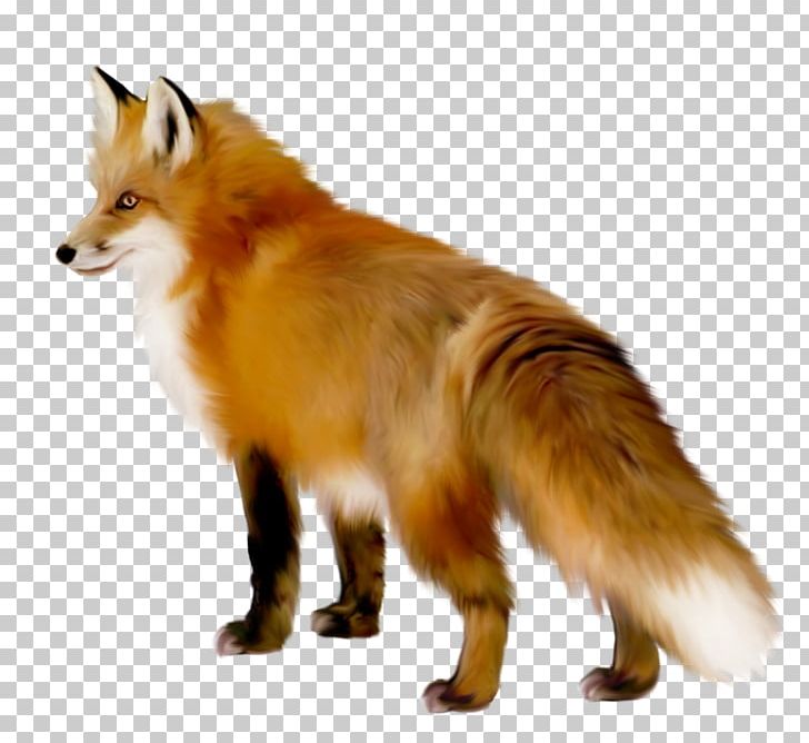 Red Fox Portable Network Graphics Wolf PNG, Clipart, Animals, Art, Carnivoran, Cartoon, Dog Breed Free PNG Download