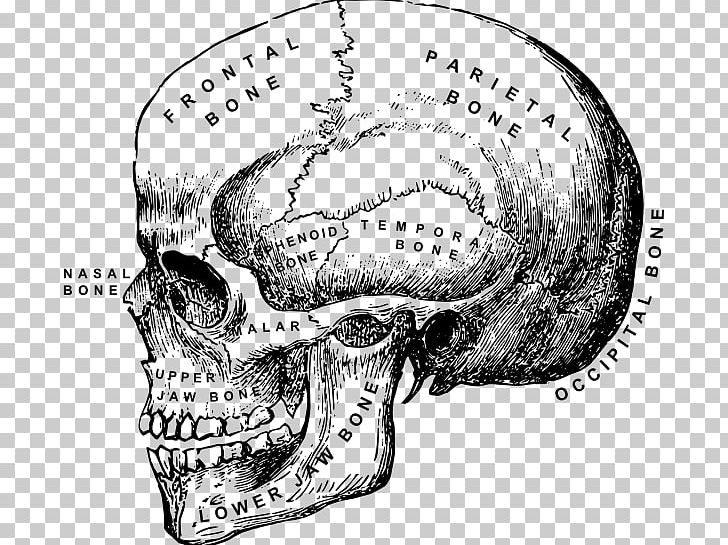 Skull Human Skeleton Anatomy PNG, Clipart, Anatomy, Art, Automotive Design, Black And White, Bone Free PNG Download