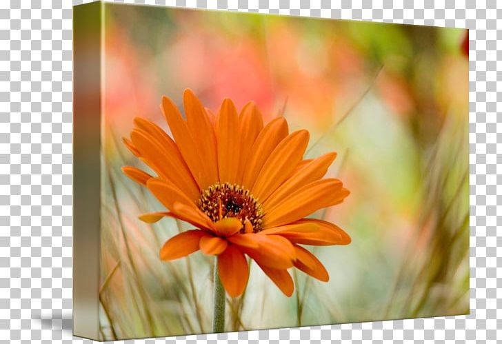Transvaal Daisy Stock.xchng Stock Photography PNG, Clipart, Calendula, Closeup, Daisy Family, Download, Flora Free PNG Download