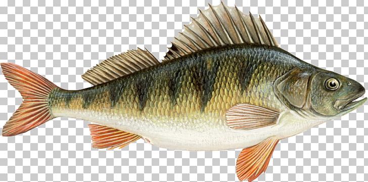 Northern Pike European Perch Freshwater Fish Angling PNG, Clipart, Angling, Animal Figure, Animals, Bait, Bass Free PNG Download