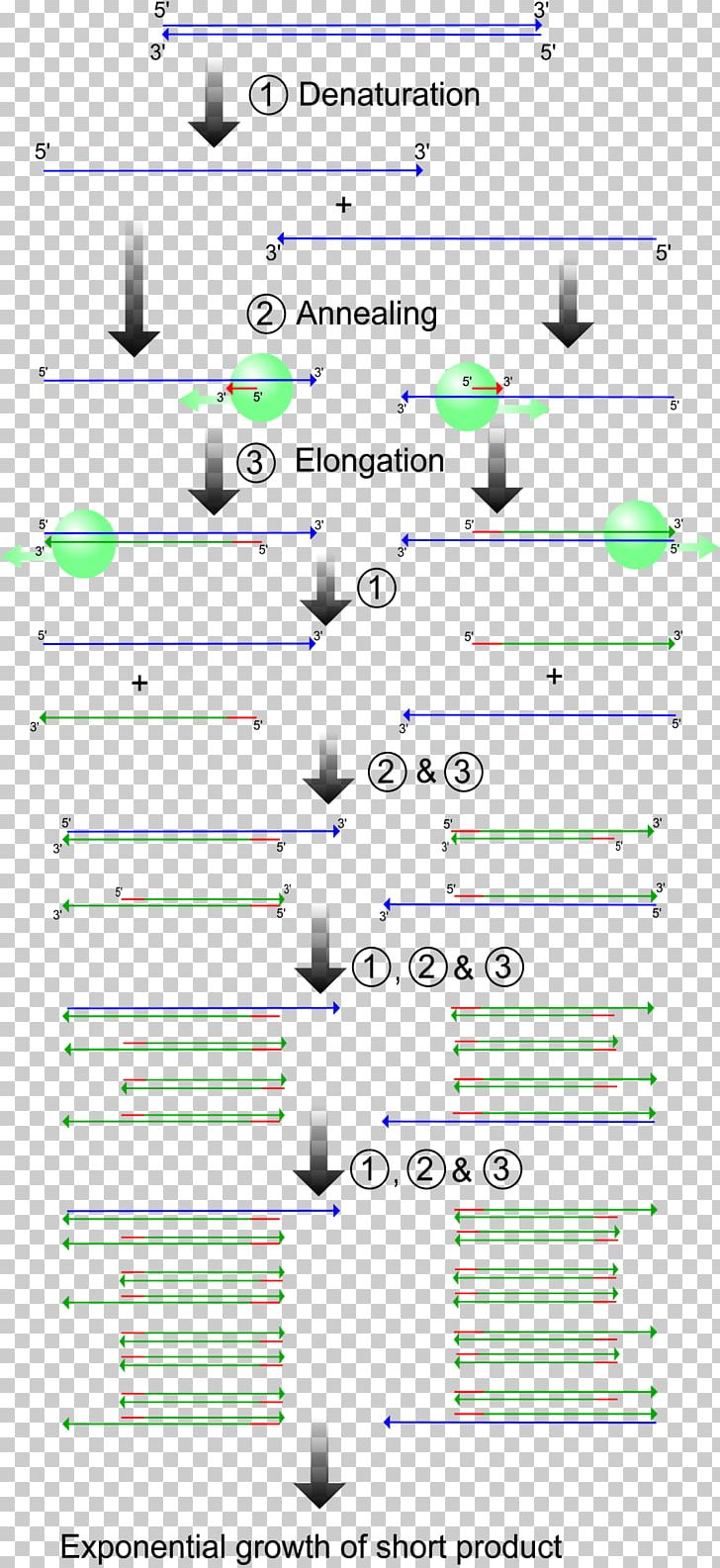 Real-time Polymerase Chain Reaction Genetics Molecular Biology PNG, Clipart, Angle, Area, Diagram, Dna, Dna Extraction Free PNG Download