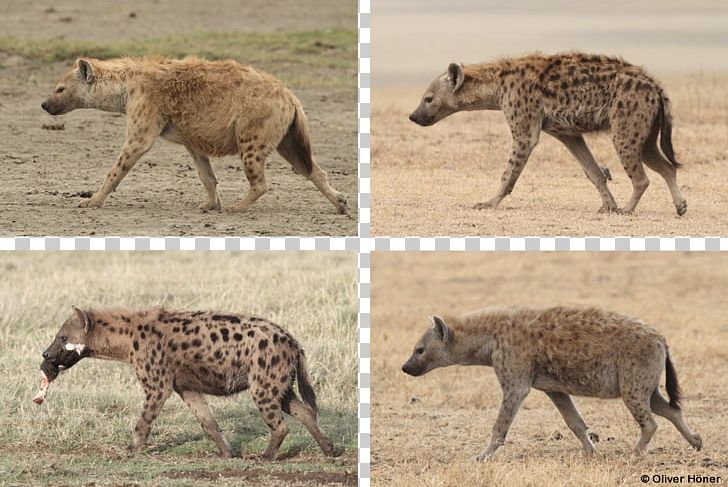 Striped Hyena Valencia Bioparc Cheetah Spotted Hyena PNG, Clipart, Animal, Animals, Carnivora, Carnivoran, Cheetah Free PNG Download