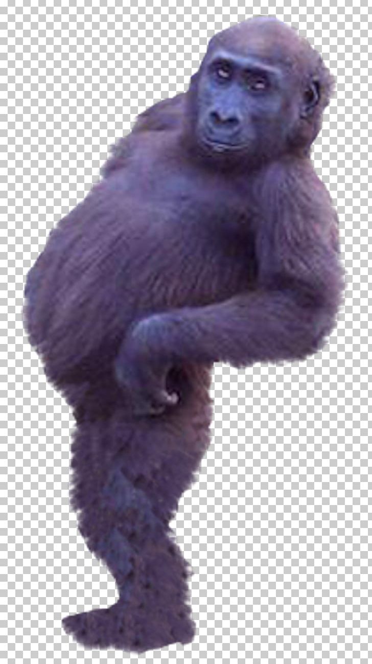 Western Gorilla Common Chimpanzee Ape Monkey PNG, Clipart, Animals, Chimpanzee, Chubby Gorilla, Fauna, Funny Gorilla Logo Free PNG Download