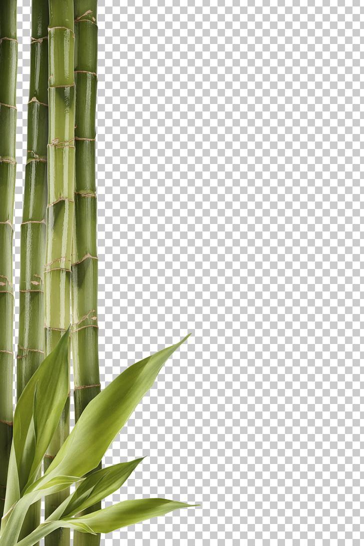 Bambusodae PNG, Clipart, Angle, Animals, Bamboo, Bambusodae, Cleaneating Free PNG Download