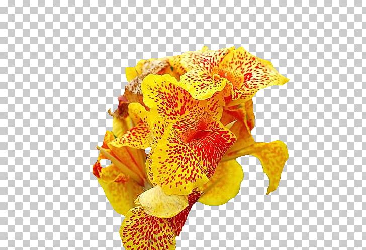 Canna Floral Design Cut Flowers Flower Bouquet PNG, Clipart, Beautiful, Beautiful Flowers, Big, Big Flower, Canna Free PNG Download
