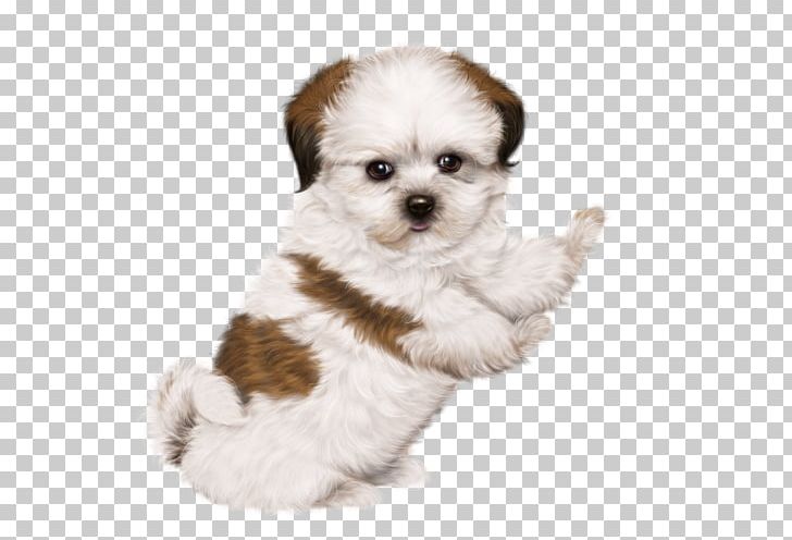 Chinese Imperial Dog Poodle Puppy Maltese Dog Yorkshire Terrier PNG, Clipart, Animal, Animals, Bolognese Dog, Breed, Carnivoran Free PNG Download