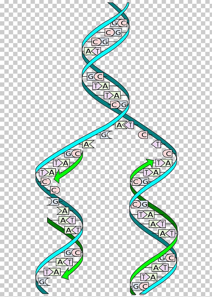 DNA Replication Biology Cell Adenine PNG, Clipart, Angle, Area, Biological Process, Biology, Cell Free PNG Download