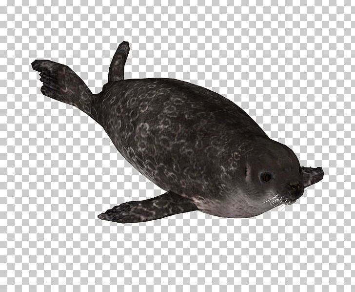 Harbor Seal Sea Turtle Pinniped Terrestrial Animal PNG, Clipart, Animal, Fauna, Harbor Seal, Mammal, Marine Mammal Free PNG Download