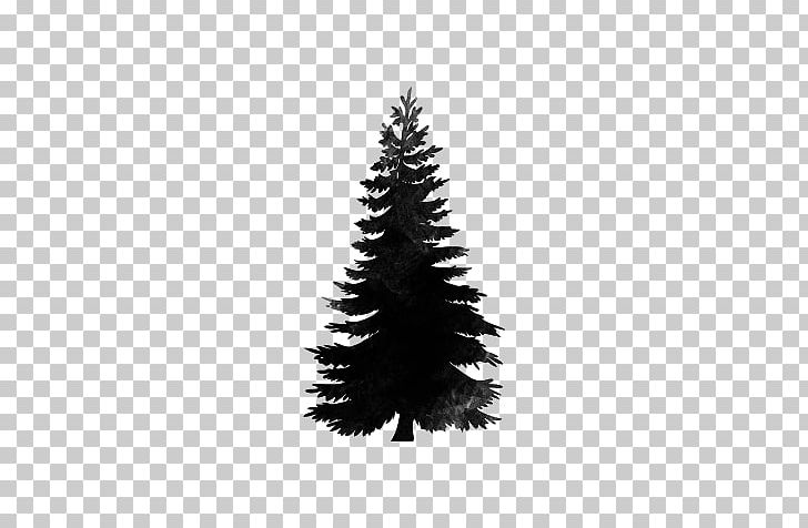 Spruce Christmas Tree Stone Pine Douglas Fir PNG, Clipart, Abies Alba, Black And White, Christmas Decoration, Christmas Ornament, Christmas Tree Free PNG Download