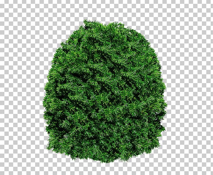 Tree 3D Computer Graphics PNG, Clipart, 3d Computer Graphics, Computer Graphics, Download, Evergreen, Grass Free PNG Download