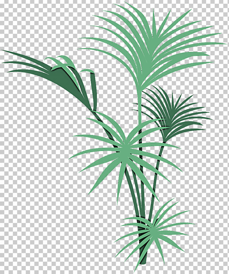 Palm Tree PNG, Clipart, Arecales, Date Palm, Elaeis, Flower, Grass Free PNG Download
