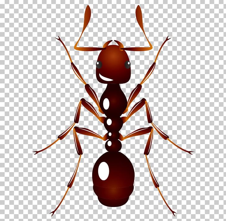Ant U6606u866b: U8682u8681 Insect PNG, Clipart, Ant, Cartoon, Cartoon Ants, Cartoon Character, Cartoon Eyes Free PNG Download