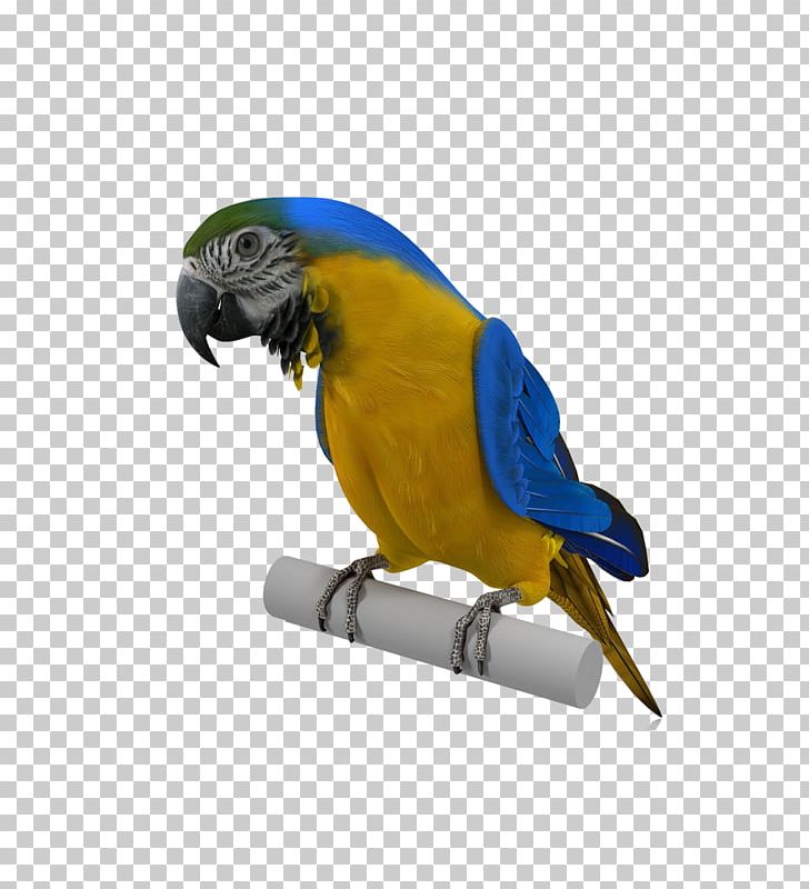 Budgerigar Parrot Bird PNG, Clipart, Animal, Animals, Bald Eagle, Beak, Bird Free PNG Download