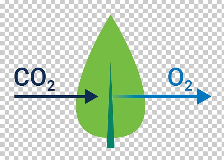 Leaf Gas Exchange Photosynthesis Blood PNG, Clipart, Angle, Area, Blood, Carbon Dioxide, Cell Free PNG Download