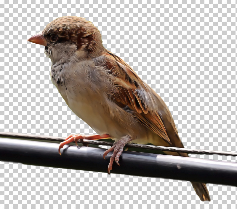 Bird PNG, Clipart, Beak, Bird, Chipping Sparrow, Emberizidae, Finch Free PNG Download
