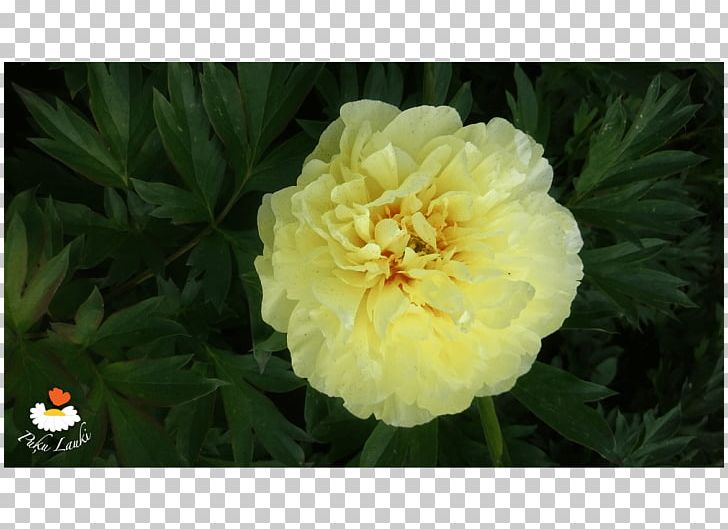 Peony Herbaceous Plant Floribunda Annual Plant PNG, Clipart, Annual Plant, Floribunda, Flower, Flowering Plant, Herb Free PNG Download