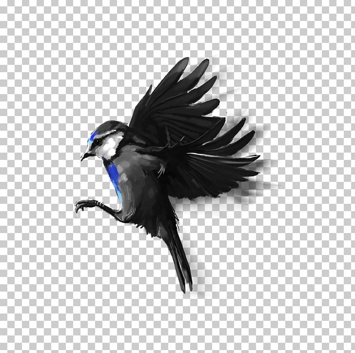 Bird PicsArt Photo Studio Beak Flight PNG, Clipart, Animals, Beak, Bird, Common Raven, Crow Like Bird Free PNG Download