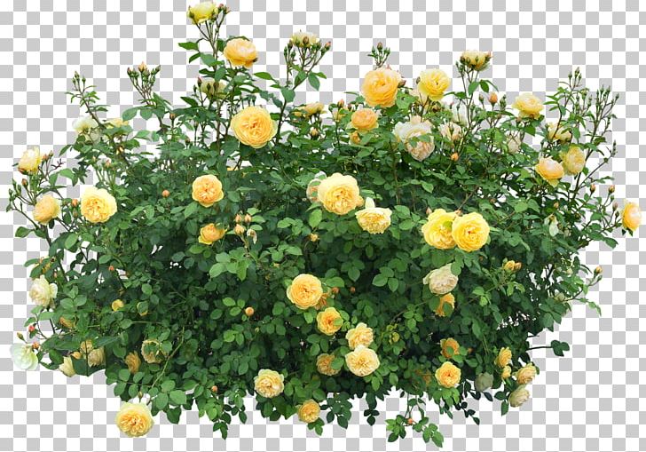 Bushes PNG, Clipart, Bushes Free PNG Download