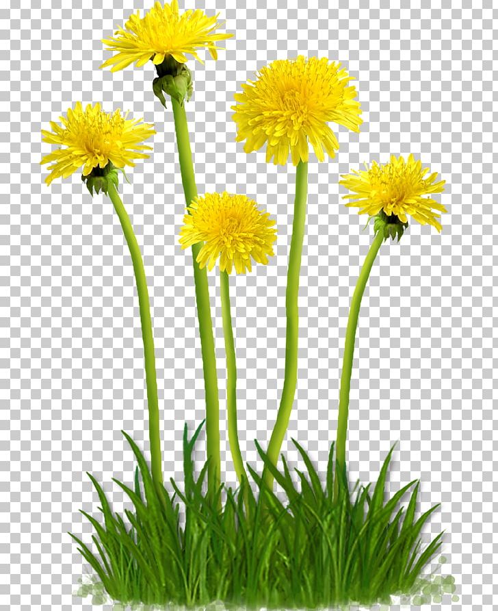 Flower PNG, Clipart, Chamaemelum Nobile, Daisy Family, Data, Digital Image, Download Free PNG Download