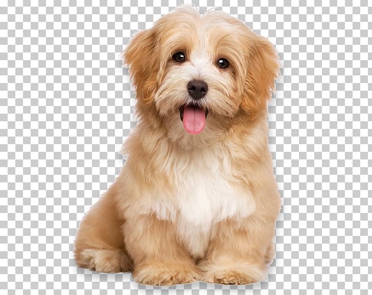 Havanese Dog Pet Sitting Puppy Cat Dog Daycare PNG, Clipart, Animals, Carnivoran, Companion Dog, Dog Breed, Dog Breed Group Free PNG Download