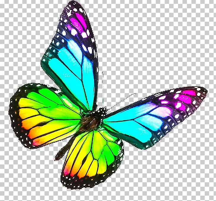 Monarch Butterfly Biosphere Reserve Rainbow Color PNG, Clipart, Arthropod, Brush Footed Butterfly, Butterflies And Moths, Butterfly, Color Free PNG Download