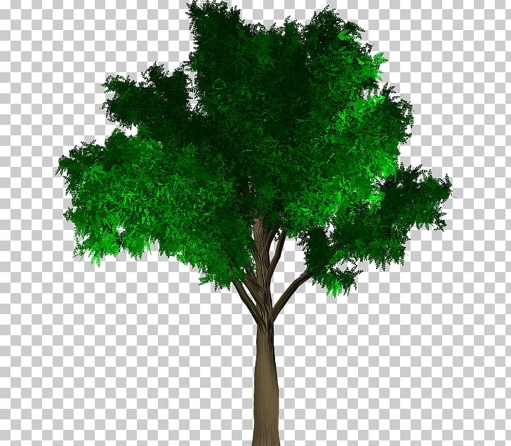 Tree Branch Deciduous Wood Leaf PNG, Clipart, Branch, Deciduous, Desktop Wallpaper, Grass, Green Leaves Wood Free PNG Download