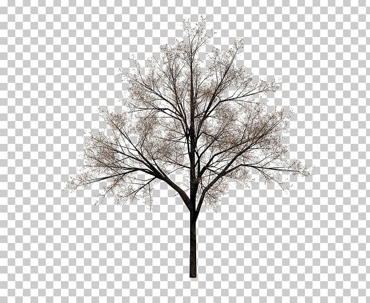 Tree Stock Photography PNG, Clipart, Black And White, Branch, Drawing, Monochrome Photography, Nature Free PNG Download