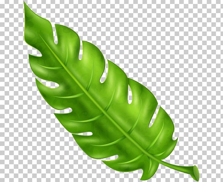 Tropics Leaf Plant Arecaceae PNG, Clipart, Arecaceae, Commodity, Green, Leaf, Plant Free PNG Download