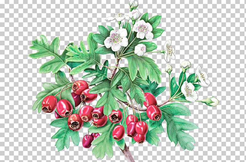Plant Flower Hawthorn Tree Leaf PNG, Clipart, Arctostaphylos, Arctostaphylos Uvaursi, Berry, Branch, Chinese Hawthorn Free PNG Download