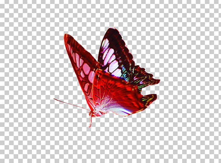 Butterfly Gratis Red PNG, Clipart, Arthropod, Blue Butterfly, But, Butterflies, Butterflies And Moths Free PNG Download