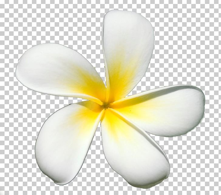 Frangipani Petal Flower PNG, Clipart, Desktop Wallpaper, Florets, Flower, Flowering Plant, Frangipane Free PNG Download