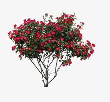 Plant Shrubs Red Flowers PNG, Clipart, Flowers, Flowers Clipart, Plant, Plant Clipart, Red Free PNG Download