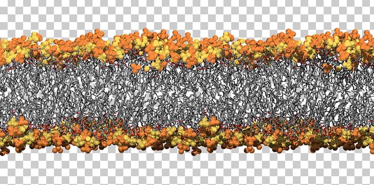 Cell Membrane Biological Membrane Bacteria University Of Queensland Simulation PNG, Clipart, Bacteria, Bacterial Outer Membrane, Biological Membrane, Cell, Cell Membrane Free PNG Download