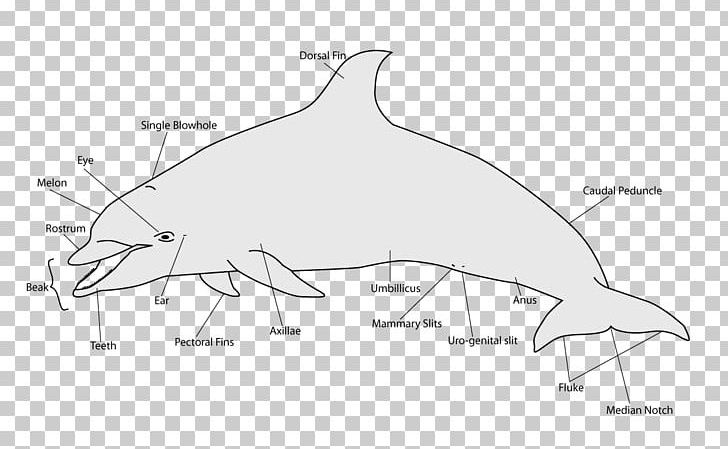 Dolphin Porpoise Ocean Cetacea Whale PNG, Clipart, Angle, Animals, Area, Bird, Black And White Free PNG Download